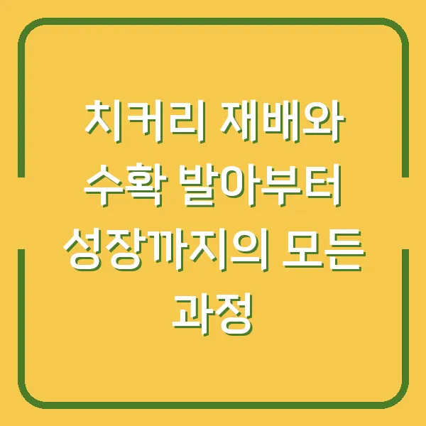 치커리 재배와 수확 발아부터 성장까지의 모든 과정