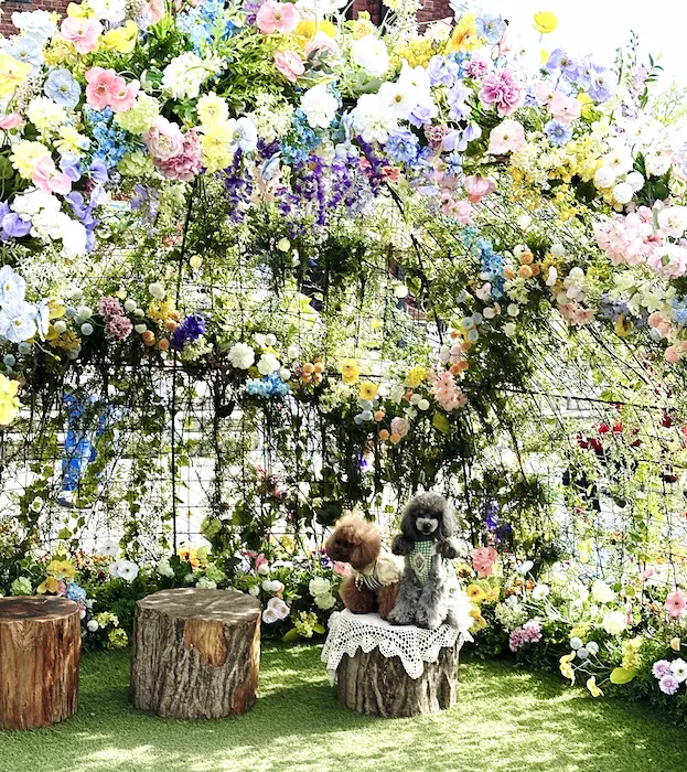 귀여운 강아지들과 플라워돔 사진