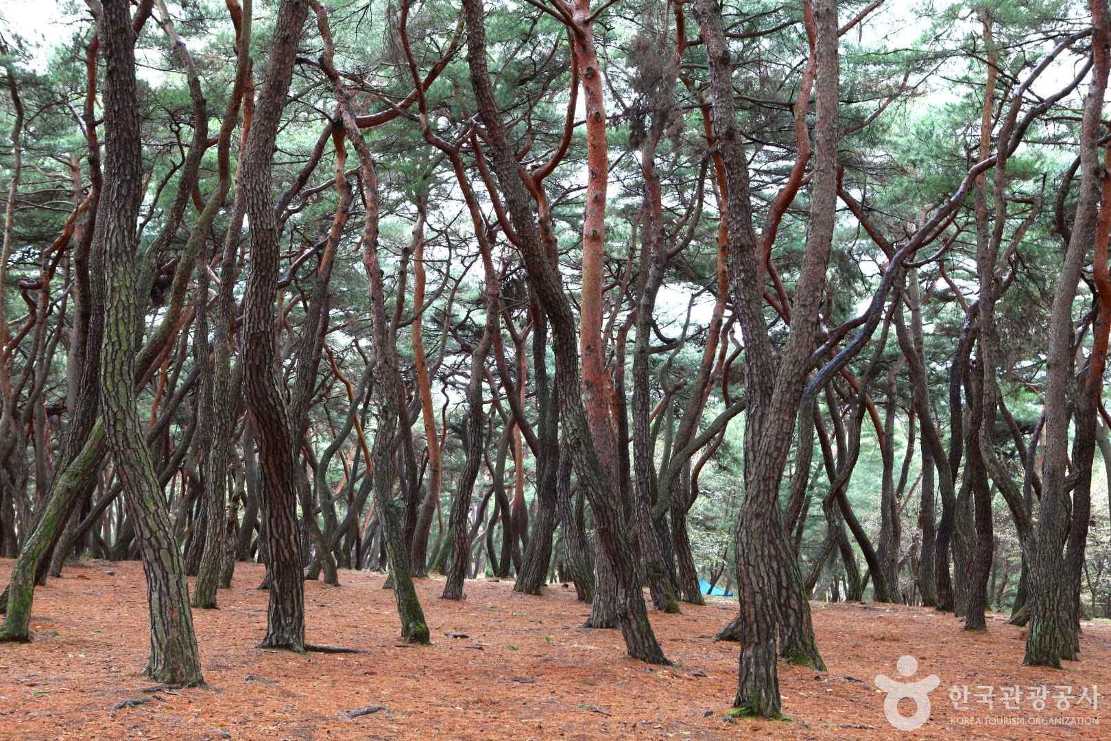 경주 삼릉숲 소나무