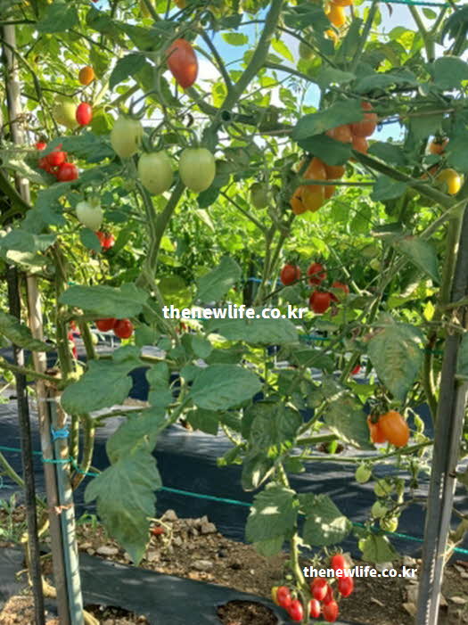 방울토마토 효능 나트륨 배출 칼륨