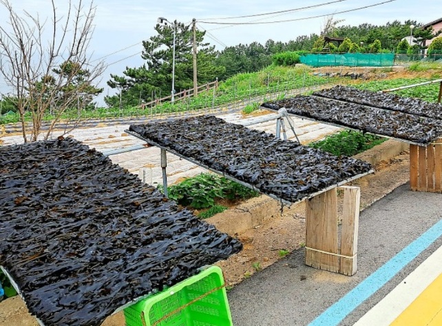 한국인의밥상-영덕-미역-석리마을