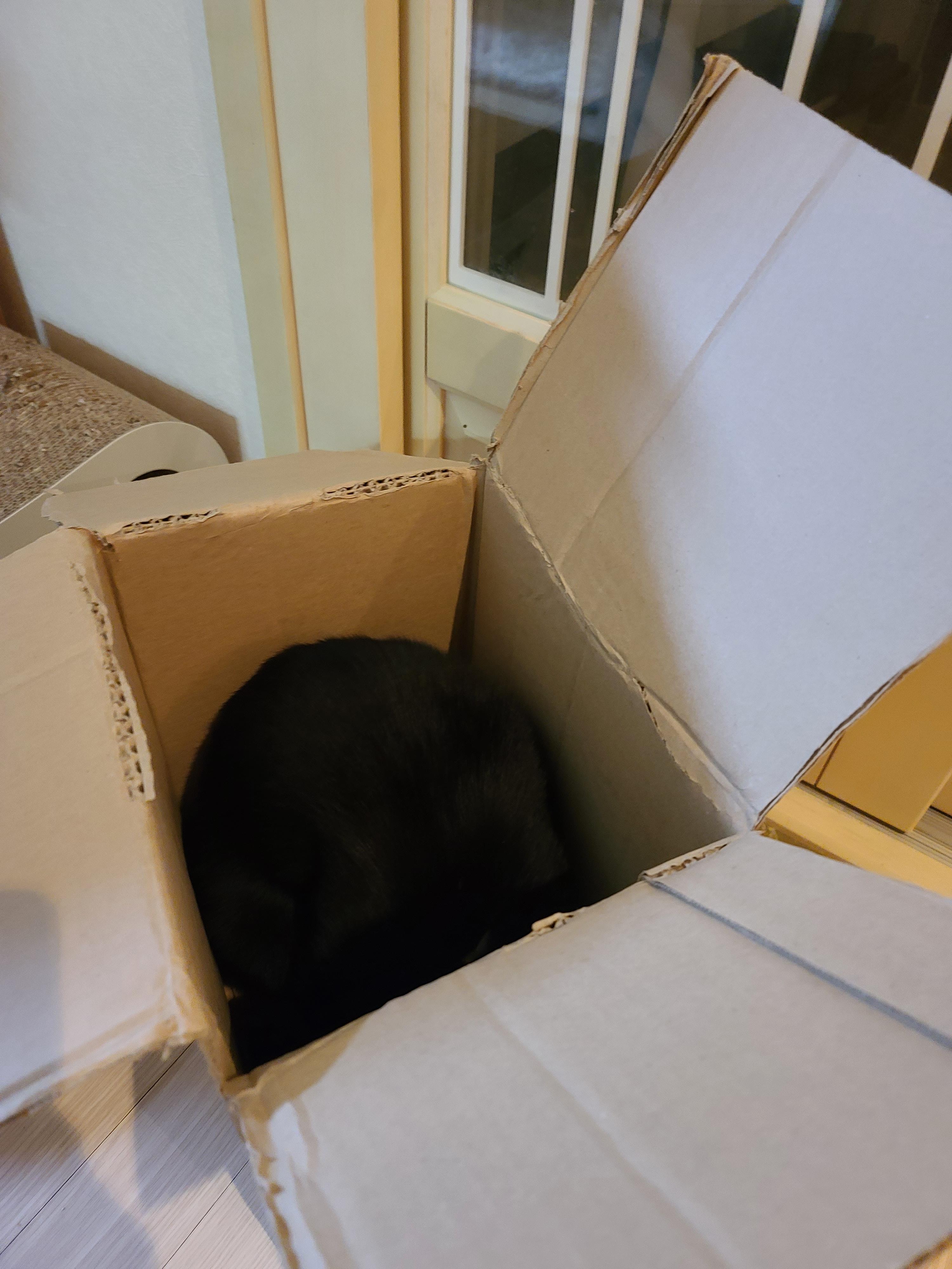 신상박스가 많이 생겨 신난 고양이들.(심쿵사진 있음)