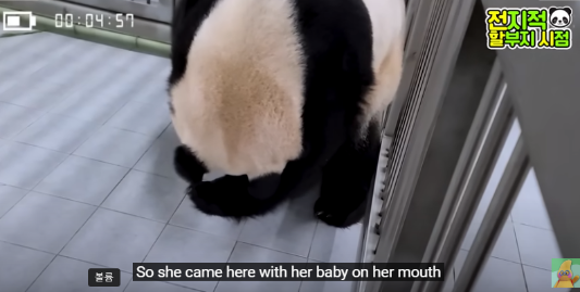 푸바오 생일잔치 판다 번식기