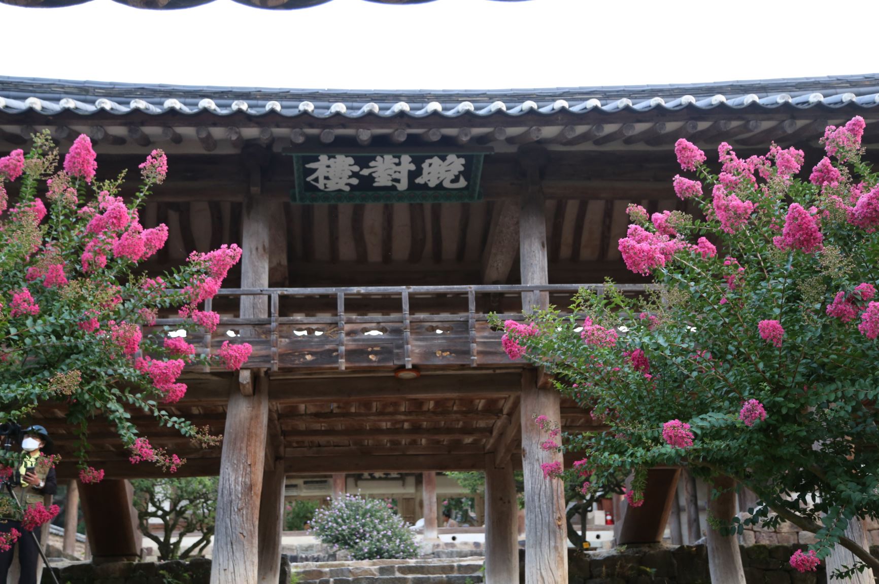 안동 병산서원 배롱나무 꽃