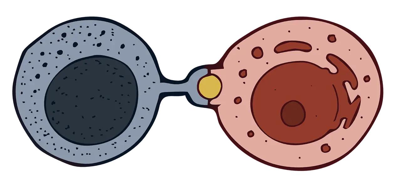 만성 염증의 병리학적 소견과 육아종성 염증