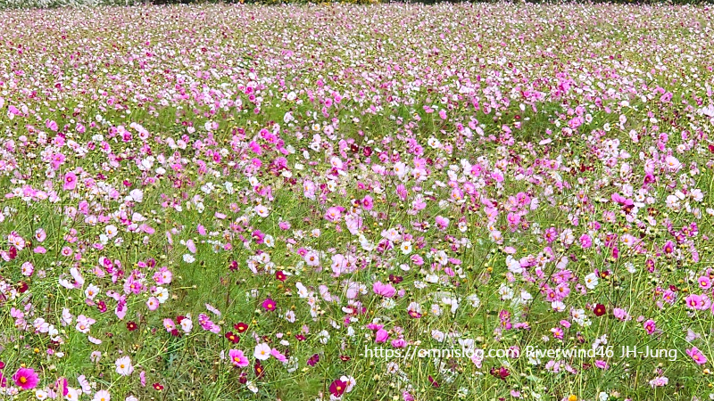부산 근교 코스모스 천지, 대동 생태 체육공원