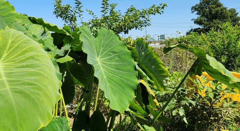 토란 사진12