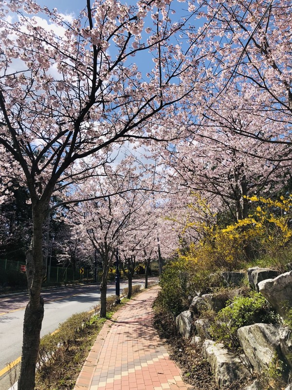 경상도 벚꽃 명소 추천
