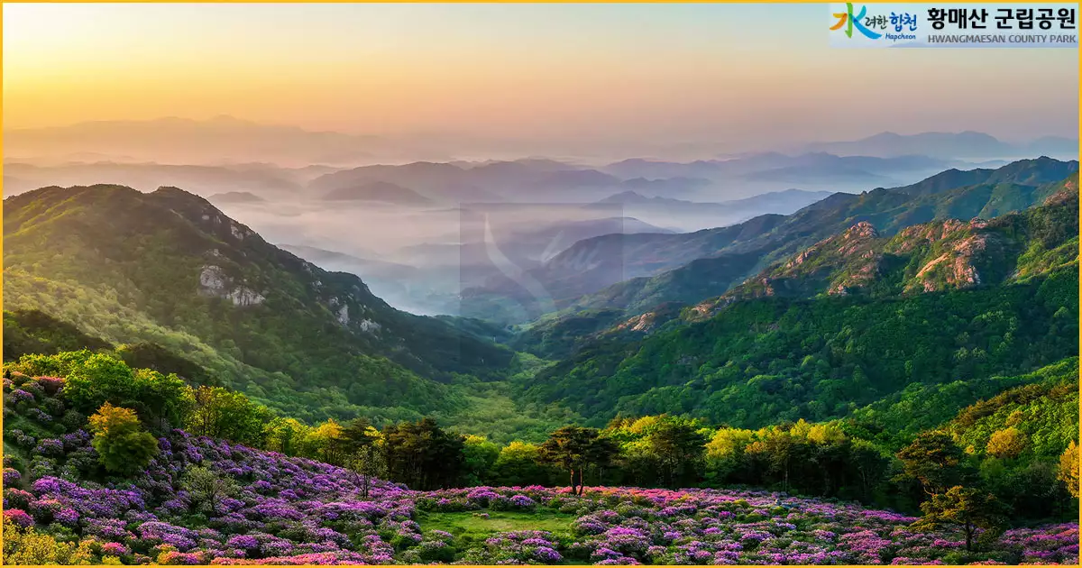 황매산 철쭉 축제