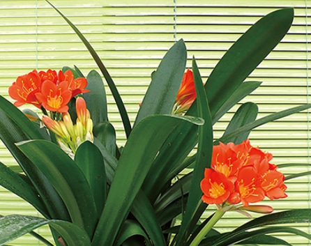 겨울 꽃 군자란