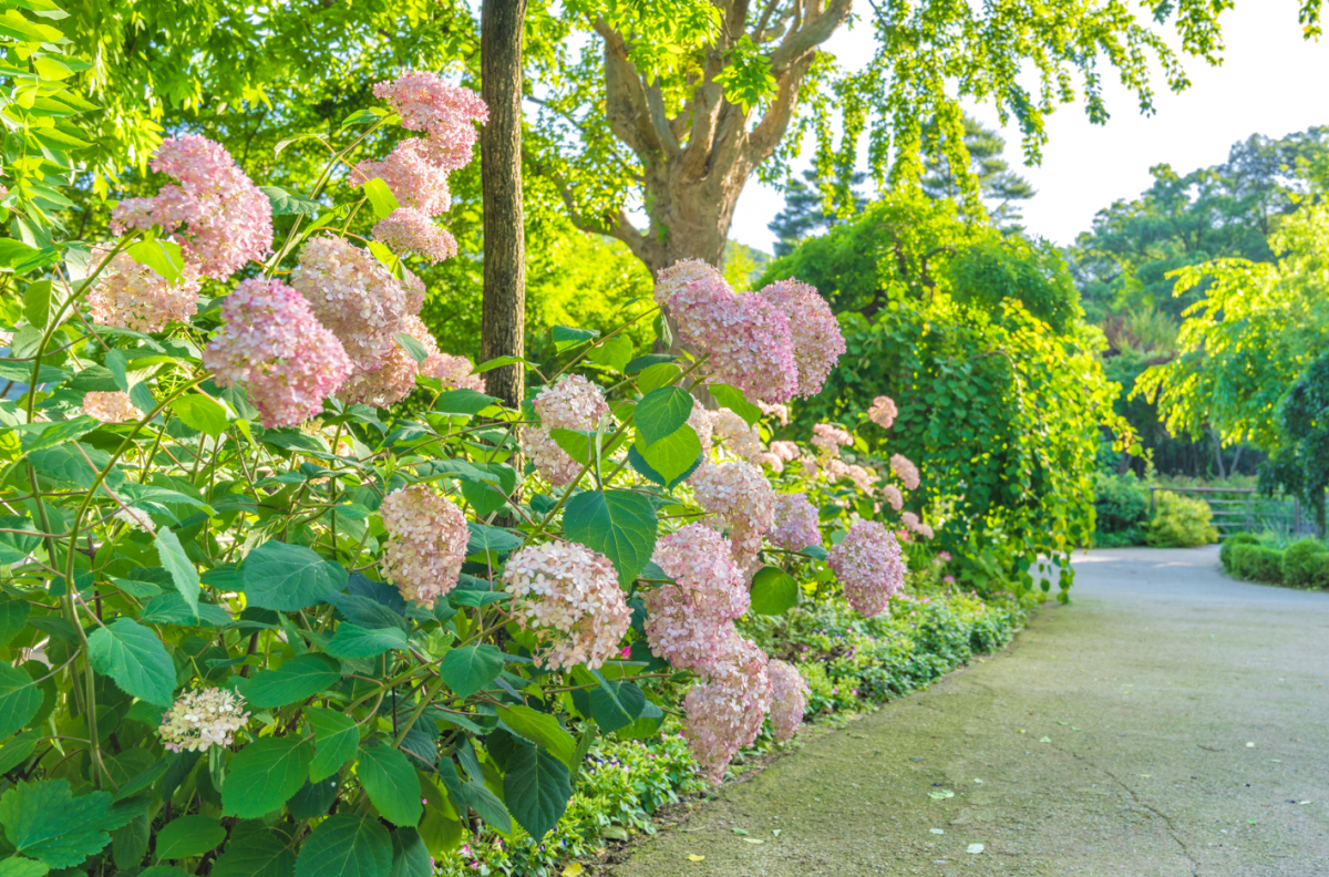 화담숲 여름 수국 축제 사전예약 바로가기