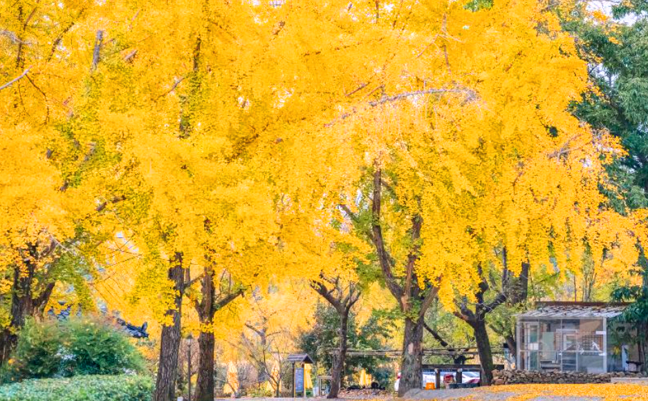보령 청라은행마을