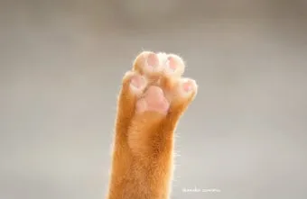 고양이 발톱 빠짐 피 염증_29