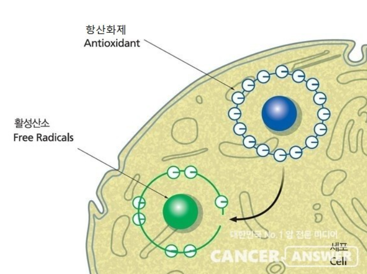 활성산소 제거하는 음식과 영양소