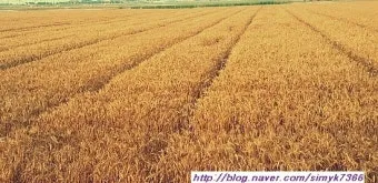 밀 재배 파종 밀도 월동 관리 도복 방지_9