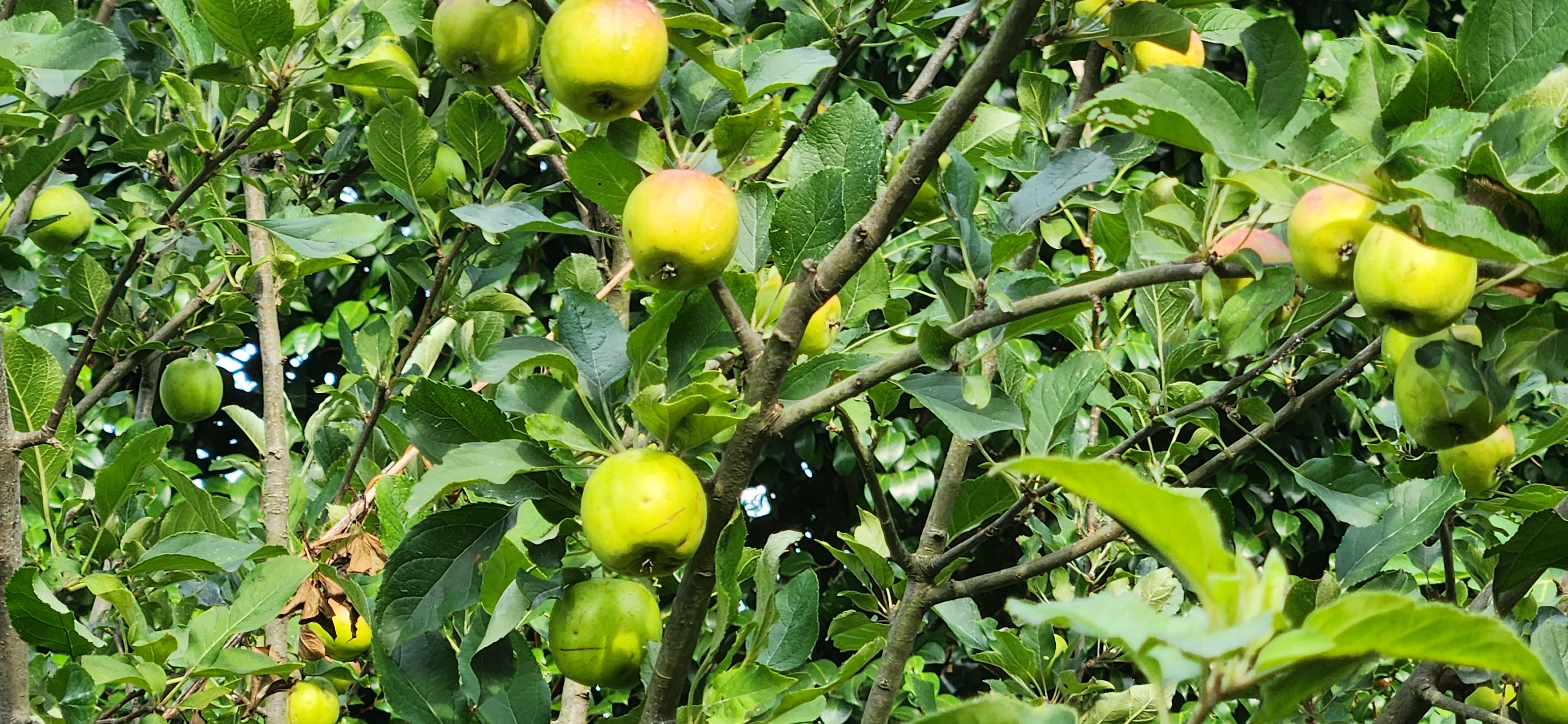 초록색 풋사과가 무성하게 열려 있는 나뭇가지