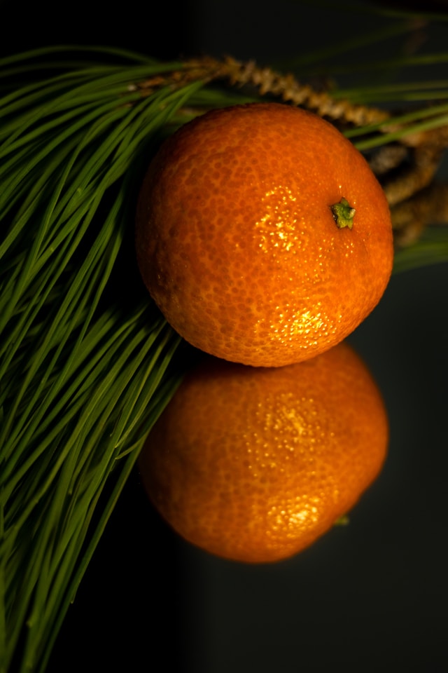 가장 단 귤 품종 당도 순위 비교 추천