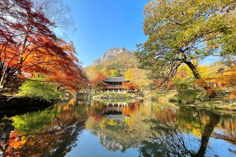 내장산 단풍시기