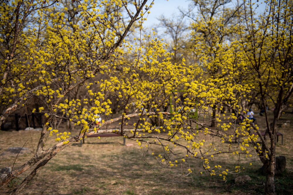 제26회 이천백사산수유꽃축제 일정 & 프로그램 안내/ 주차 안내
