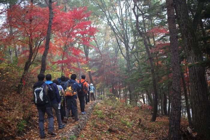 [명품숲길 50선 가을단풍 산행 ⑦] 충북 보은 속리산둘레길 : 말티재&middot;법주사 단풍과 정이품송이 어우러진 가을 명품길