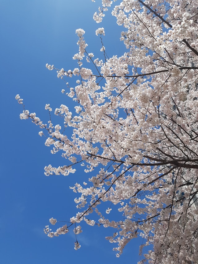 김천 연화지 벚꽃 경북 봄나들이 산책 명소