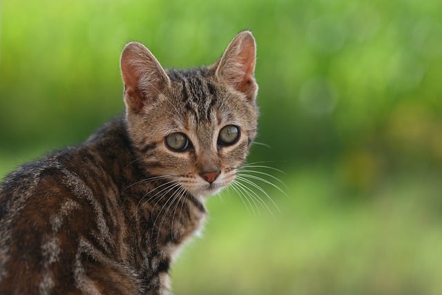 키움증권 중개형 ISA 10주년