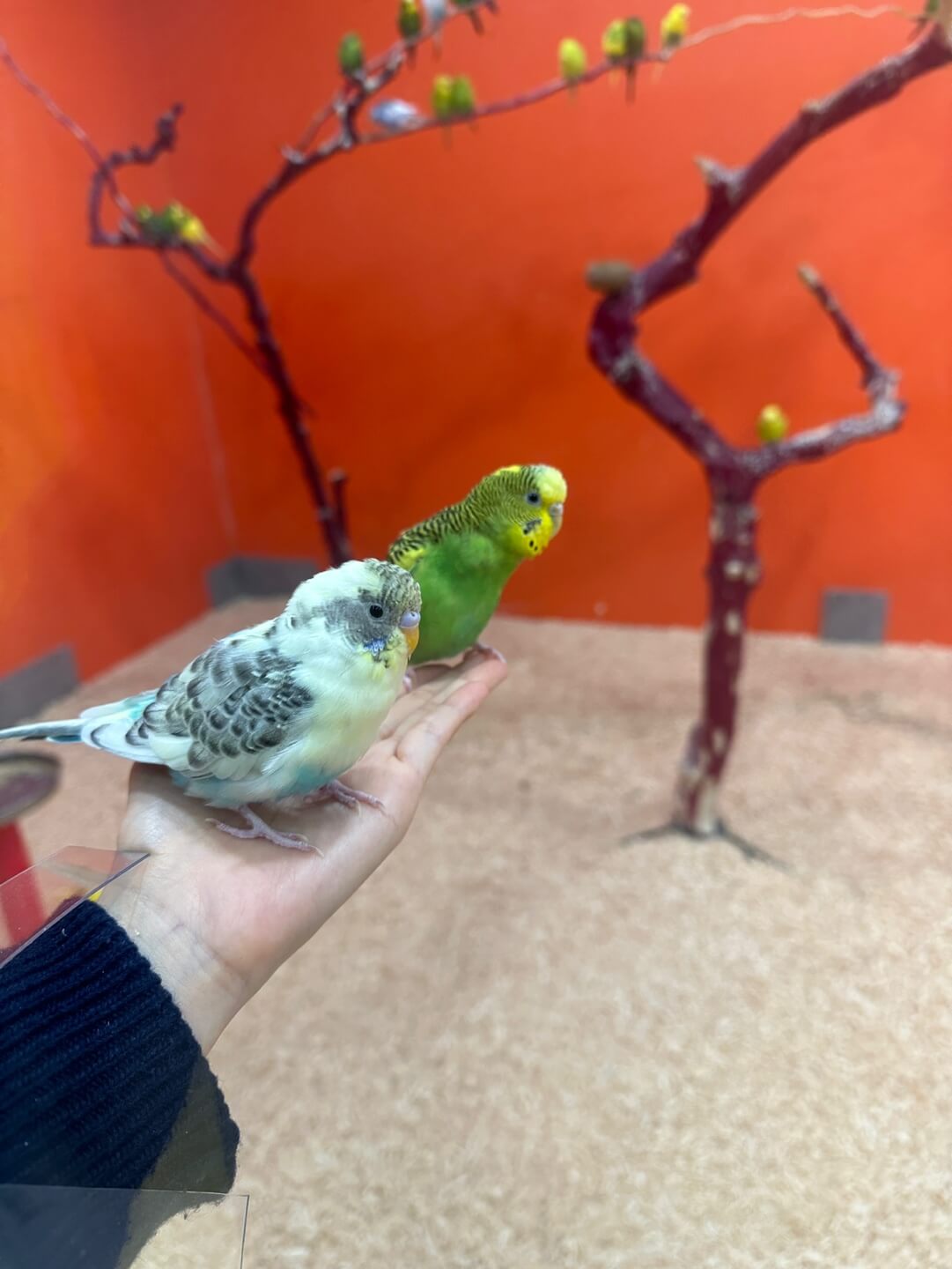 하이브 패밀리 테마파크 앵무새 먹이주기 체험