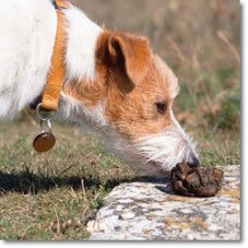 똥-냄새맡는-개