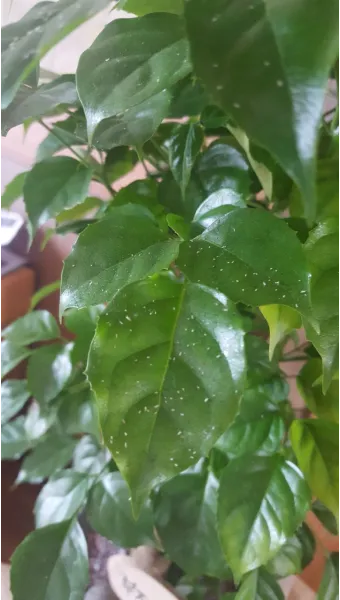 화분 진딧물 퇴치 천연살충 레몬오일 비누물 통풍환경 개선_12