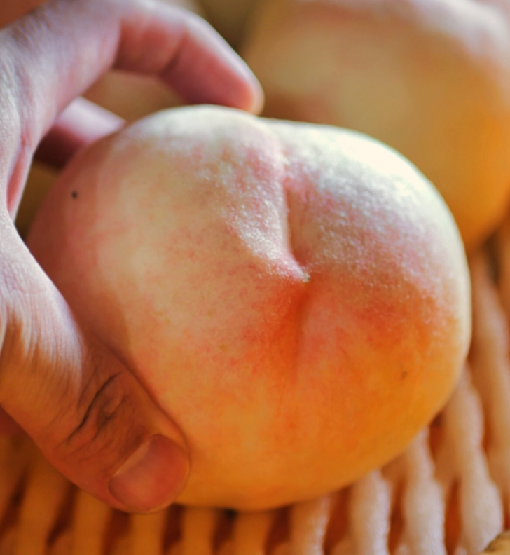 생방송투데이 복숭아