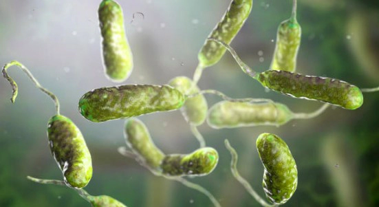 비브리오 패혈증 예방법