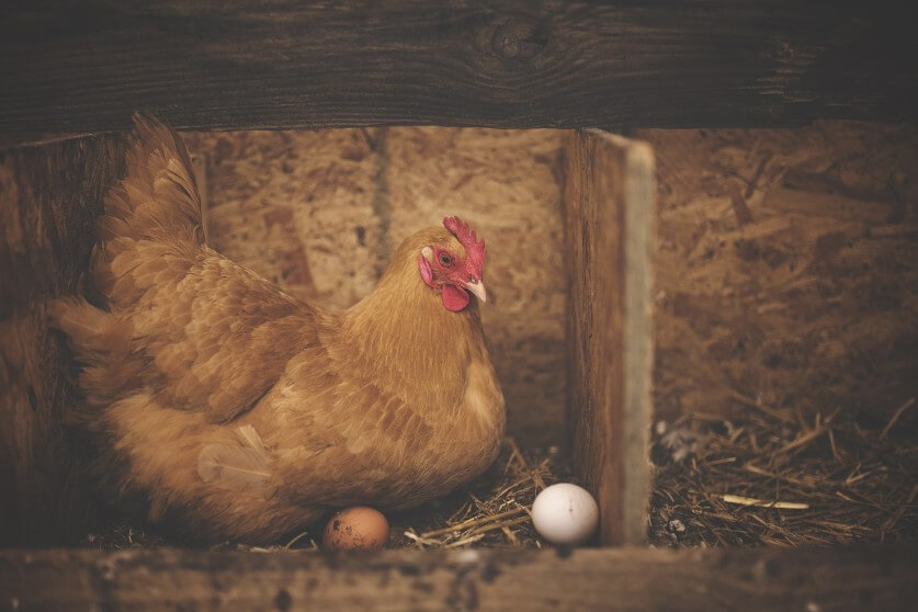 난각번호 보는법