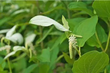 삼백초 효능 및 영양성분&amp;#44; 주의점