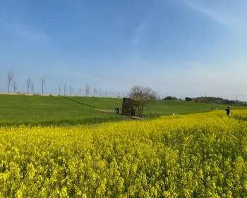 고창 청보리밭 축제_3
