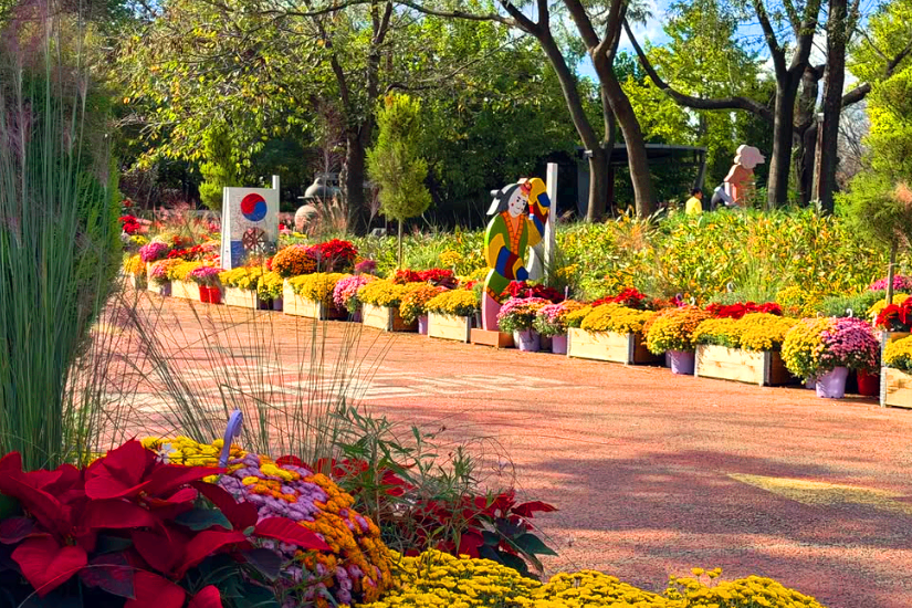 드림파크 국화축제
