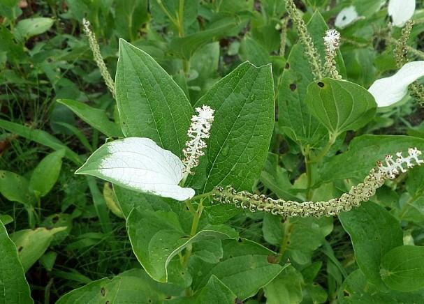 삼백초 추출물 효능