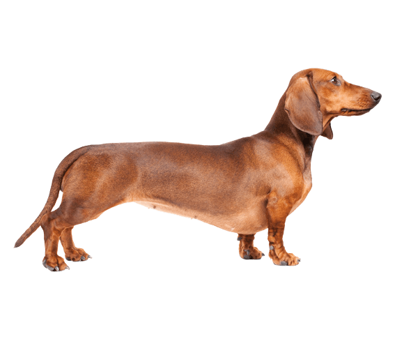 닥스훈트(Dachshund) 사진