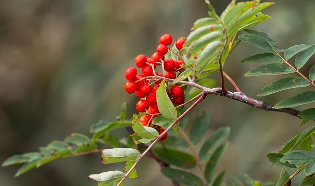 마가목 효능 총정리