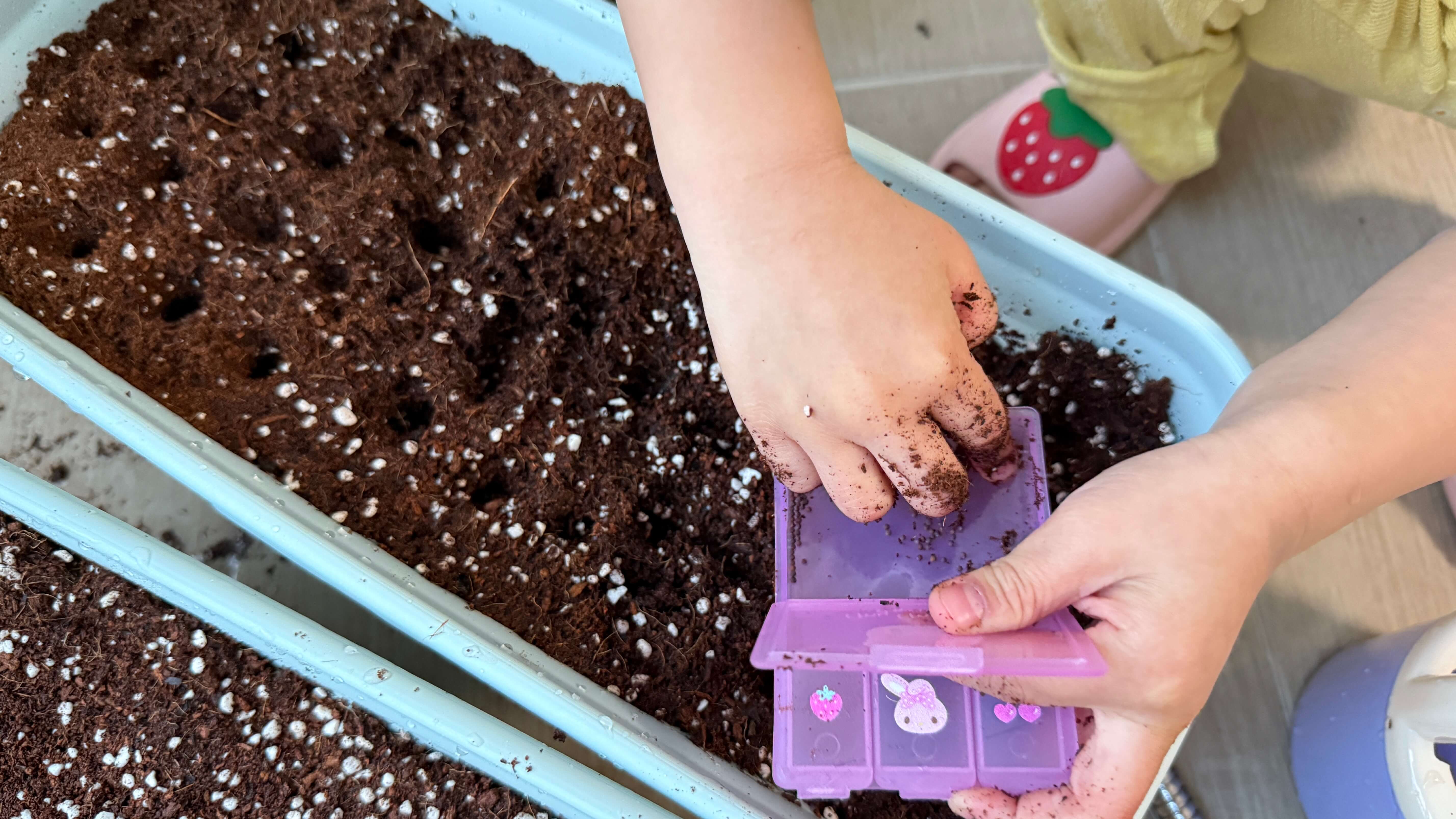 실내텃밭-씨앗심기