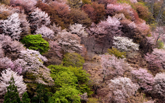 요시노벚꽃 -이미지출처-일본정부관광국