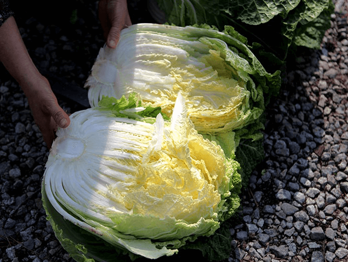해남 절임배추 20kg 사전예약 가격비교