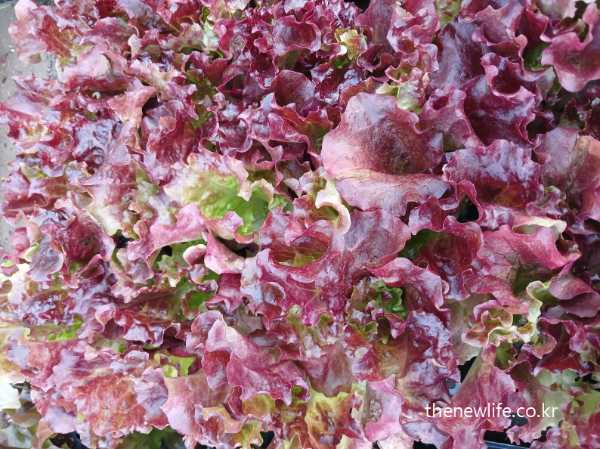 Close-up of red leaf lettuce with curled edges and rich burgundy color-가장자리가 말린 진한 적색의 적상추 클로즈업 사진