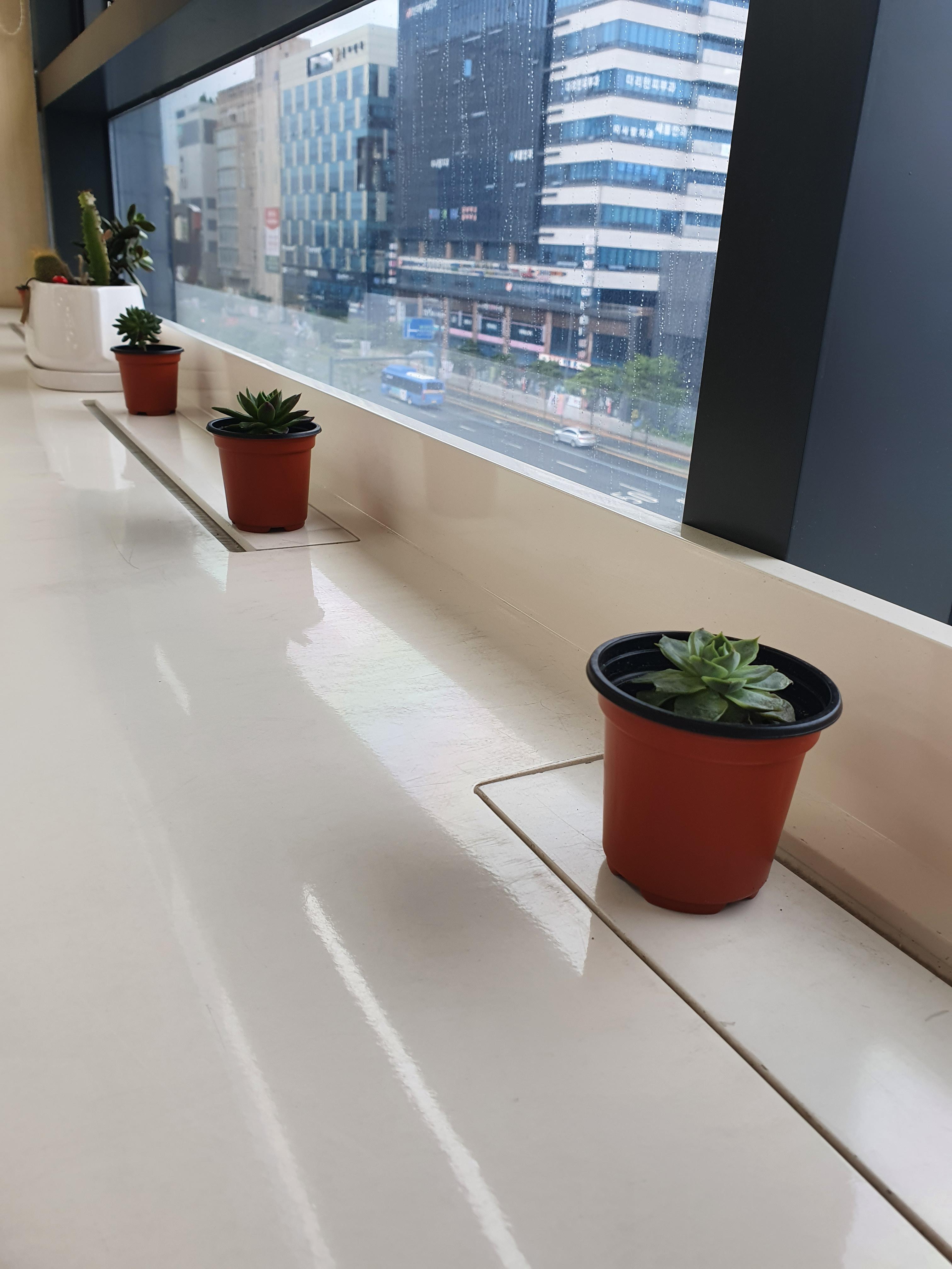 유성서비스센터에 있는 귀요미 다육식물