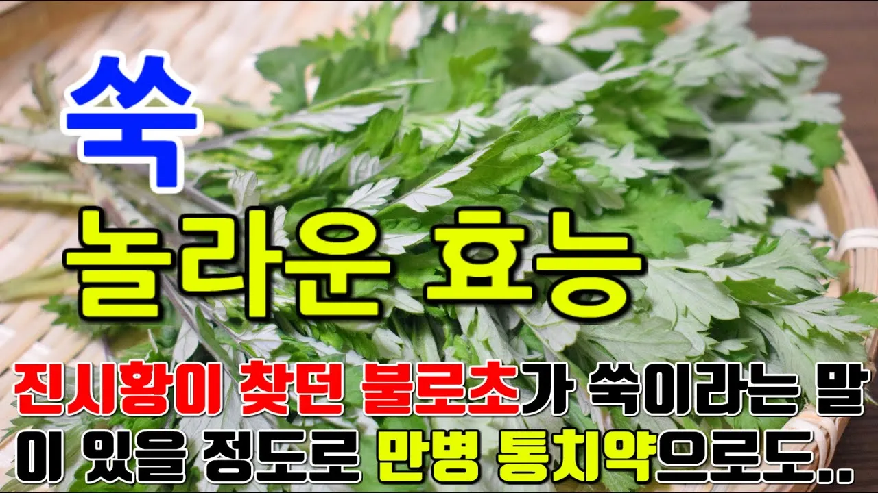 쑥 효능 부작용 하루 섭취량 먹는법_3