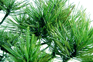 이석증에 좋은 음식06