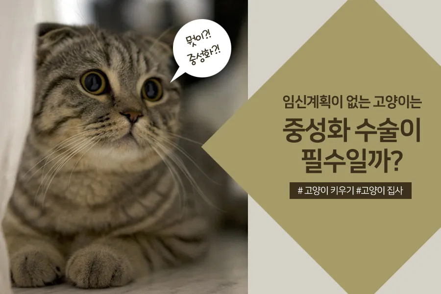 고양이 중성화 비용 수술시기 관리_4
