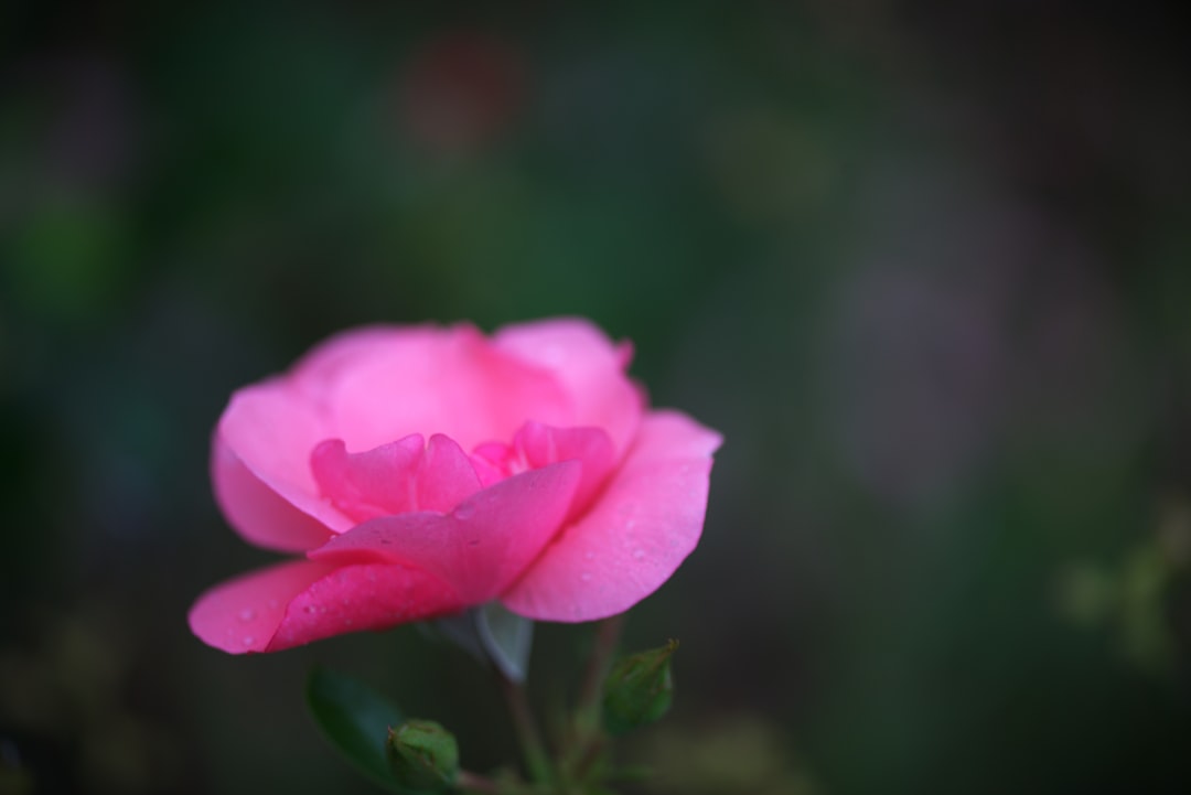 Condolence