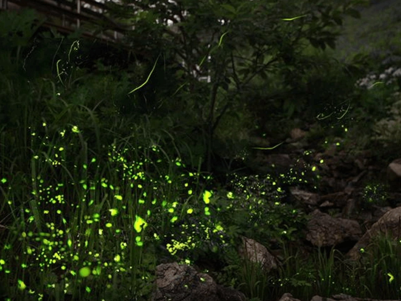 화담숲 반딧불이 이벤트