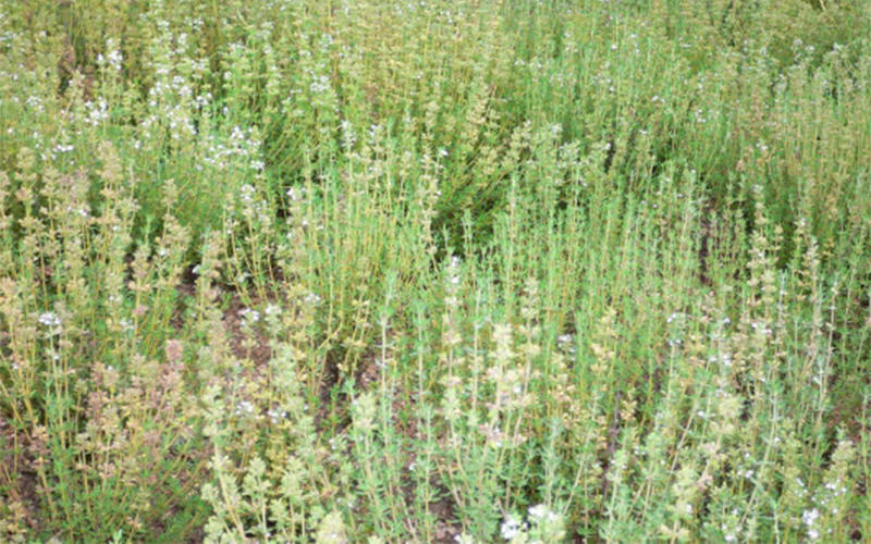 thyme-타임-아로마에센셜오일-추출원료-잎-꽃-꽃대-thyme-학명-thymus-vulgaris