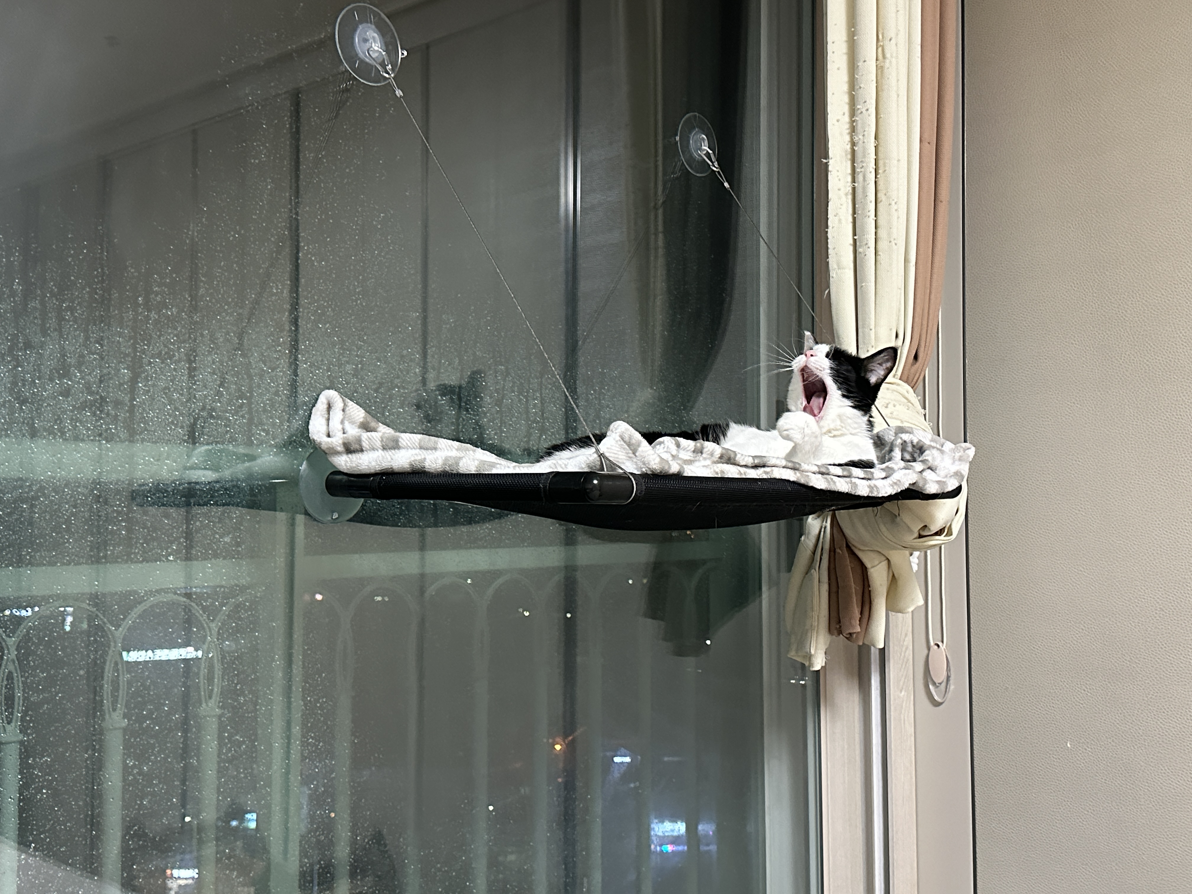 젖소냥이_두리는_하품중